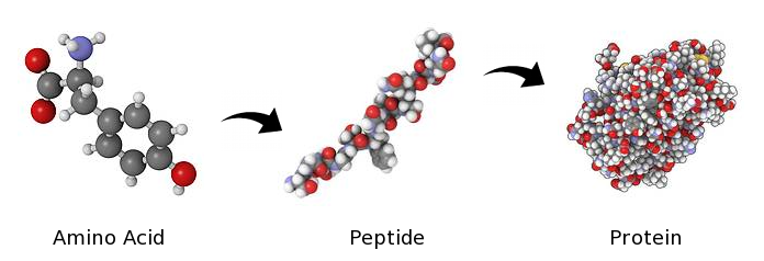 Peptides vs Proteins